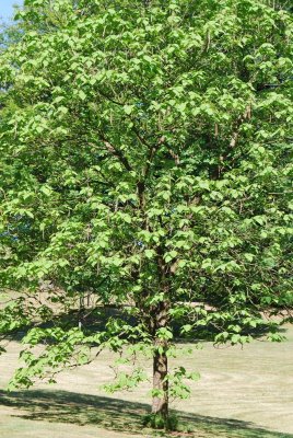 Catalpa bignoides - katalpa obecná - letní habitus s plody (75)